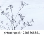 Dry frozen burdock is in a snowdrift, close up photo with selective soft focus, abstract winter natural background