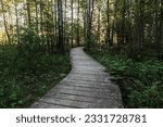 Empty wooden walkway goes through the dark forest in the summer evening