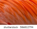 Closeup Of Colorful Flamingo...