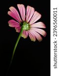 Small photo of Pink flower look from bellow in black background