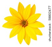 Yellow Flower Isolated On White ...