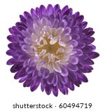 Small photo of Studio Shot of Violet and Indigo Colored China Aster Isolated on White Background. Large Depth of Field (DOF). Macro.