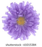 Small photo of Studio Shot of Violet and Blue Colored China Aster Isolated on White Background. Large Depth of Field (DOF). Macro.