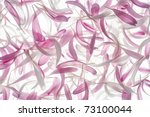 Small photo of Studio Shot of Pink and White Colored China Aster Petals Background. Macro. Symbol of Jealosy.