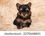 Close-up of a tiny yorkshire terrier puppy on a soft sofa, front view