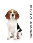 Beagle Puppy Portrait. Isolated ...