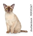 Burmese Cat Sits On A White...