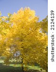 Small photo of pignut hickory - common tree of eastern North America - in autumn colors