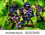 Cluster Of Grapes In Virginia...