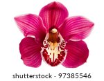 Purple orchid flower isolated...