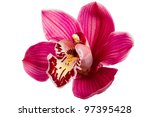 Purple Orchid Flower Isolated...