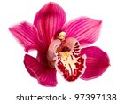 Purple Orchid Flower Isolated...