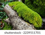 Texture Of Bright Green Moss...
