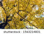 Ancient Ginkgo Tree In Autumn ...