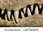 Crocodiles Teeth Free Stock Photo - Public Domain Pictures