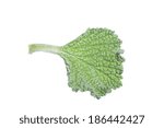 Macro closeup of single fresh horehound Marrubium vulgare leaf isolated on white