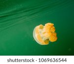 Jellyfish  Mastigias Papua...