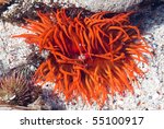 Bright Orange Sea Anemone In A...