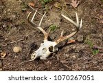 Skull And Antlers Of An Eight...