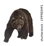 Grizzly Bear Illustration Clipart Free Stock Photo - Public Domain Pictures