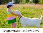 A Little Girl Is Feeding A Goat ...