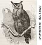 Great Horned Owl Old...