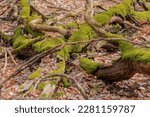 Fallen Trees In The Forest With ...