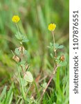 Small photo of Yellow flowers of Lesser trefoil, also known as Suckling clover or Little hop clover