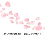 pink sakura or rose falling... | Shutterstock .eps vector #1017699544