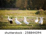 Several White Domestic Ducks On ...