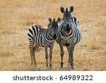 Adult And Young Zebras Are...