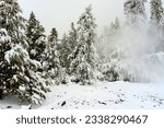 Douglas Fir covered with snow in Yellowstone National Park