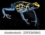 Small photo of Dyeing poison dart frog (Dendrobates tinctorius) "Patricia"