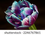 colorful tulip flower still life colorful flower macro,flower background