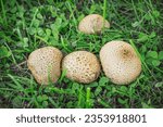 Small photo of Common puffball (L.Scleroderma citrinum). A small colony of inedible puffball mushrooms in late August