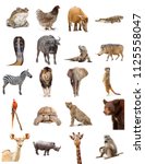 Set of twenty different zoo...