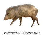 Collared Peccary  Also Known As ...