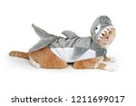 Cute cat wearing funny shark...