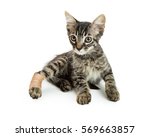 Small photo of Little kitten with injured hind leg in ace bandage