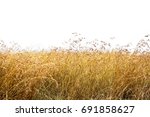Tall Red Oat Grass Isolated On...