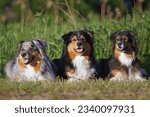 Small photo of Three adorable Australian Shepherd dogs (blue merle and tricolor) posing outdoors lying down together on a green grass in summer