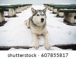 Grey Siberian Husky Dog With...