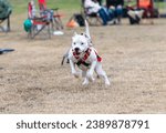 Small photo of Dogo Argentino dog on the grass pulling a weight sled during a challenge