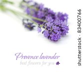Provence Lavender Flower On...