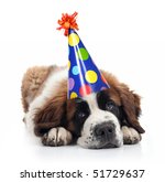 Small photo of Mopey Saint Bernard Wearing a Polka Dot Birthday Silly Hat on White