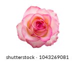 Pink rose isolated on white...