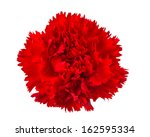Carnation Flower Isolated On...