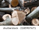 background of chopped oak firewood