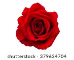 Red rose isolated on white...