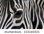 Close Up Of Zebra Head And Body